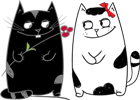 коты