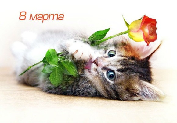 котенок с розой