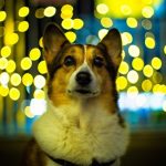 новый год 2018