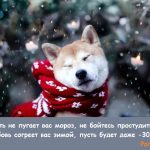фото собаки и снежинок