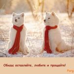 фото зимний пейзаж с собаками