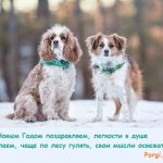 красивые фото собак
