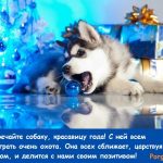 кличка Шарик