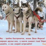 собаки в упряжке