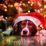 С Новым Годом собаки 2018 - прозой
