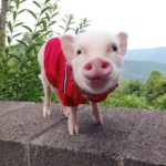 конкурсы про свиней