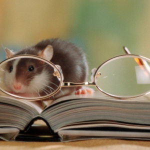 Интеллектуальный сценарий конкурсов и игр на год крысы (мыши)