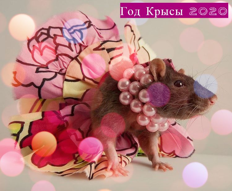поздравления с наступающиновым годом 2020. новый год 2020. поздравлениям годом крысы. поздравлениям годом крысы. крыса даша.