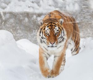 Рисунок к рассказу плутишка кот