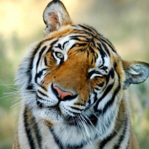 Пародия к году тигра - Замечательный сосед
