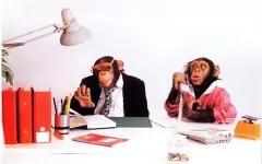 обезьяны в офисе