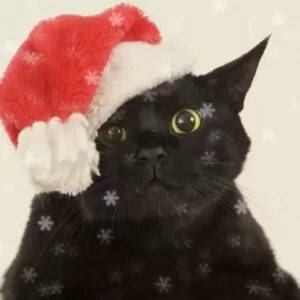 Пародия на песню про символа года — черного кота (Ж.Агузарова)