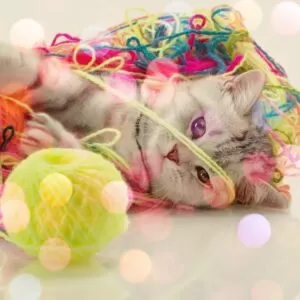 Фанты на Новый Год Кота (150 штук)
